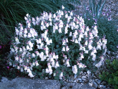 Antirrhinum molle - medium image 1