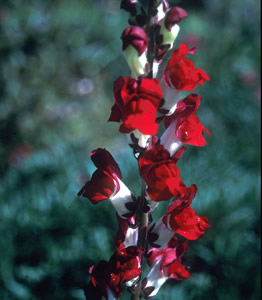Antirrhinum 'Night and Day' - medium image 1