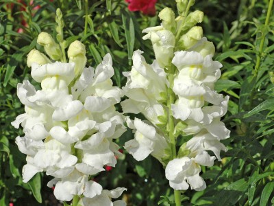 Antirrhinum 'Rocket White' - medium image 1