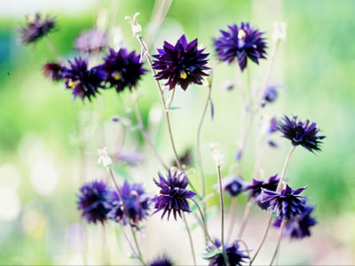 Aquilegia 'Black Barlow' - medium image 1