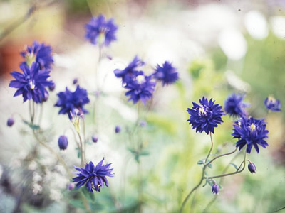 Aquilegia 'Blue Barlow' - medium image 1