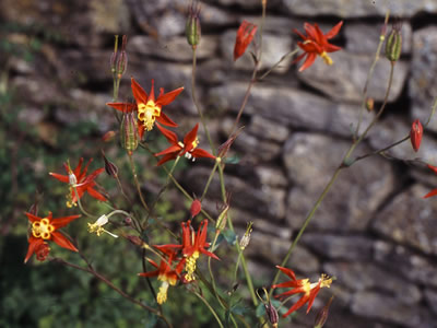 Aquilegia canadensis - medium image 1