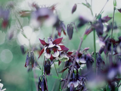 Aquilegia 'Magpie' - medium image 1