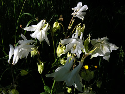 Aquilegia 'Munstead White' - medium image 1