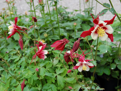 Aquilegia 'Red Hobbit' - medium image 1