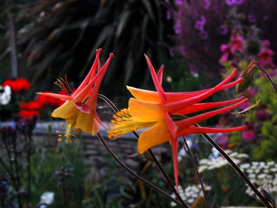 Aquilegia 'Tequila Sunrise' - medium image 1