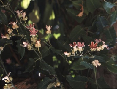 Araujia sericifera - medium image 1