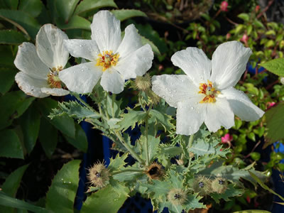Argemone grandiflora - medium image 1