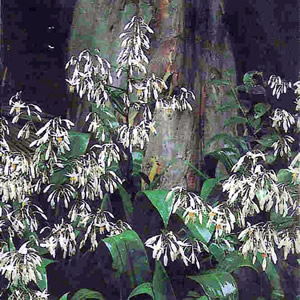 Arthropodium cirratum - medium image 1