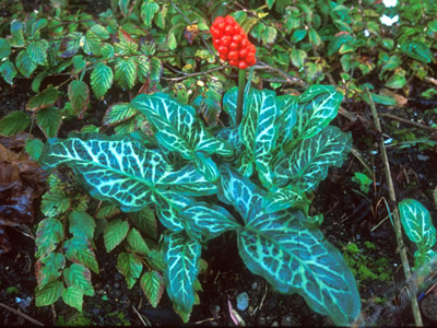 Arum italicum 'Pictum' - medium image 1