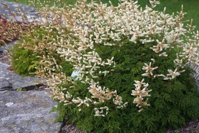 Aruncus aethusifolius AGM - medium image 1