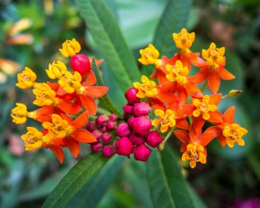 Asclepias curassavica - medium image 1