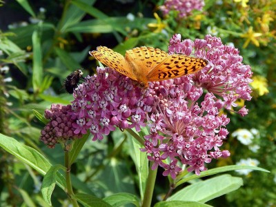 Asclepias incarnata - medium image 1