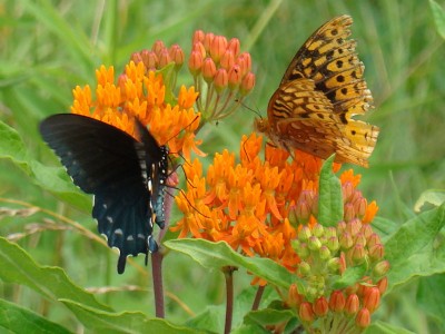 Asclepias tuberosa - medium image 1