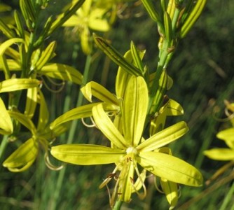 Asphodeline liburnica - medium image 1