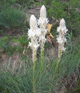 Asphodeline taurica - medium image 1