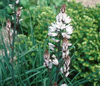 Asphodelus albus - medium image 1
