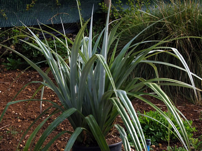 Astelia chathamica - medium image 1