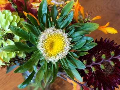 Aster chinensis 'Hulk' - medium image 1