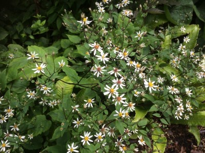 Aster divaricatus - medium image 1