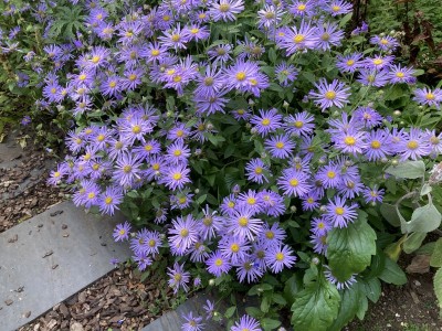 Aster frikartii 'Monch' - medium image 1
