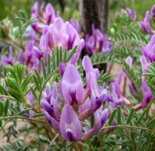 Astragalus crassicarpus - medium image 1