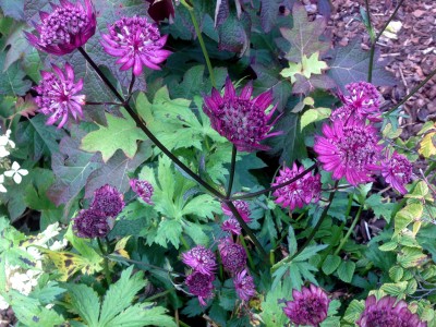 Astrantia 'Gill Richardson' - medium image 1