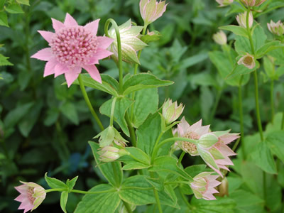 Astrantia maxima - medium image 1