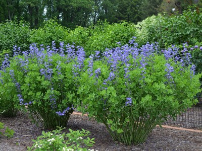Baptisia australis - medium image 1