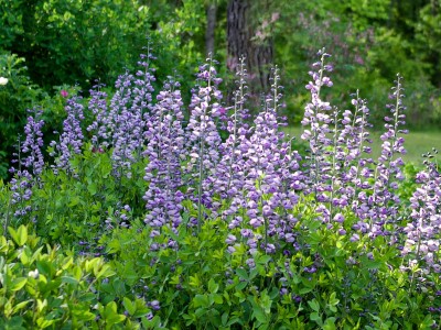 Baptisia australis ex 'Purple Smoke' - medium image 1