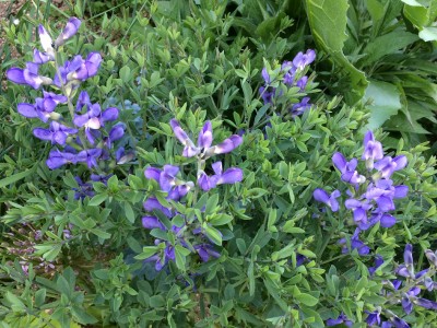 Baptisia minor - medium image 1
