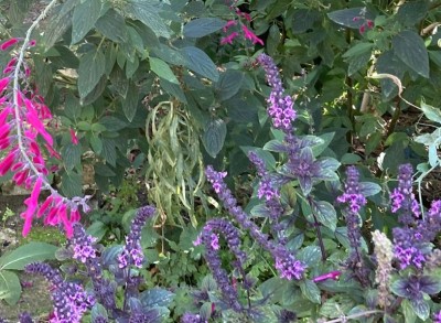 Basil 'African Blue' - medium image 1