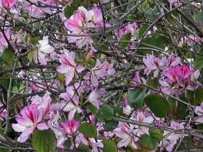 Bauhinia purpurea - medium image 1