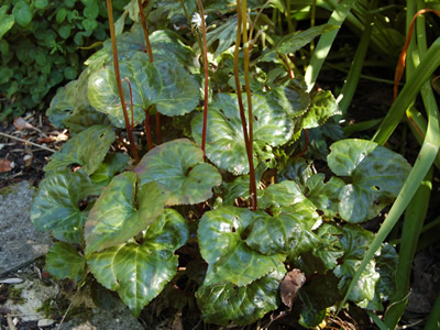 Beesia calthifolia - medium image 1