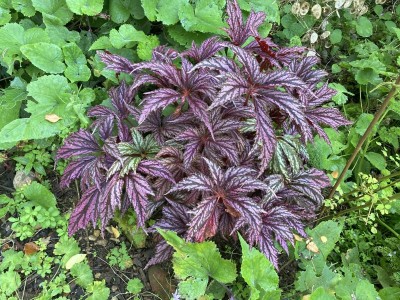 Begonia 'Benitochiba' - medium image 1