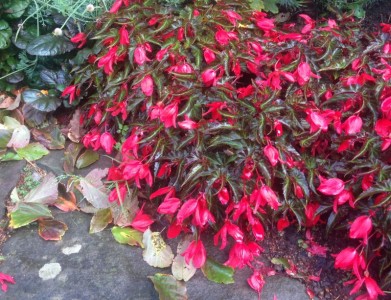 Begonia 'Dark Elegance' - medium image 1