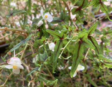 Begonia dregei 'Partita' - medium image 1