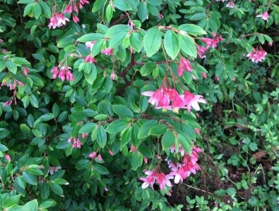 Begonia fuchsioides - medium image 1