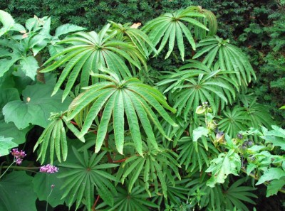 Begonia luxurians - medium image 1