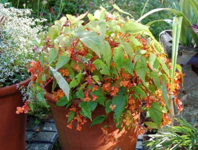 Begonia sutherlandii - medium image 1