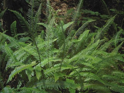 Blechnum spicant AGM - medium image 1