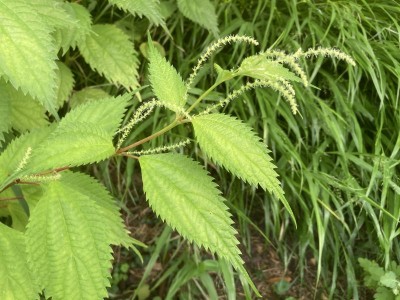 Boehmeria sieboldiana - medium image 1