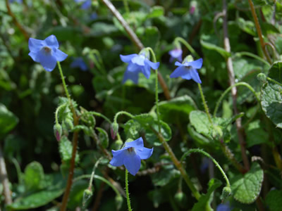 Borago pygmaea - medium image 1