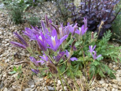 Brodiaea californica - medium image 1
