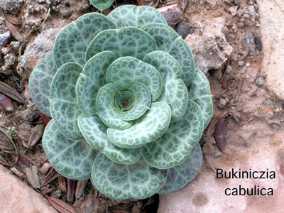 Bukiniczia cabulica - medium image 1