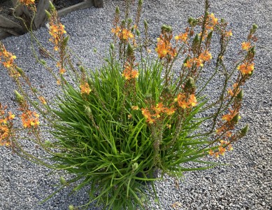 Bulbine frutescens 'Avera Sunset Orange' - medium image 1