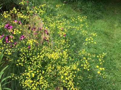 Bupleurum falcatum - medium image 1
