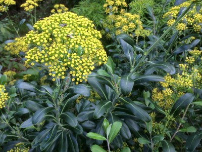 Bupleurum fruticosum - medium image 1