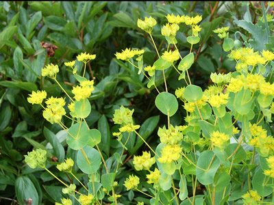 Bupleurum griffithii - medium image 1