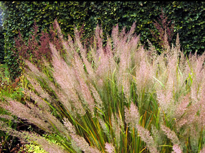 Calamagrostis brachytricha - medium image 1